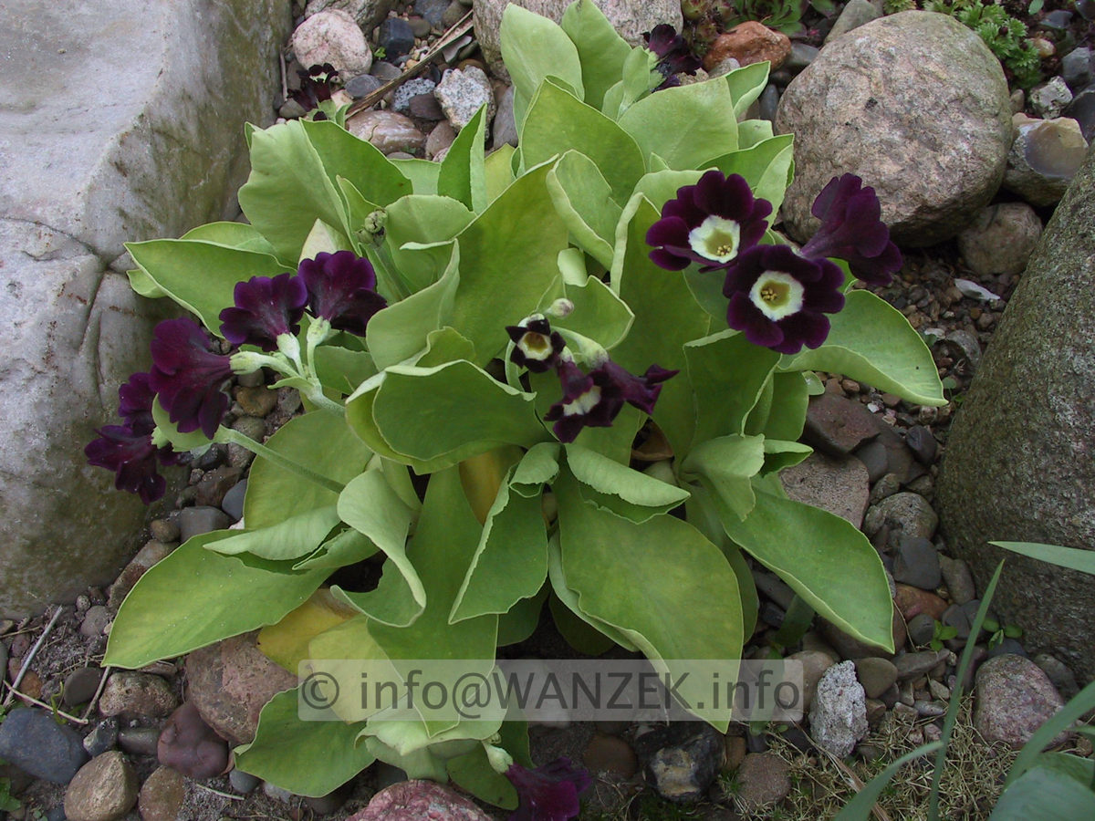 Primula auricula.jpg